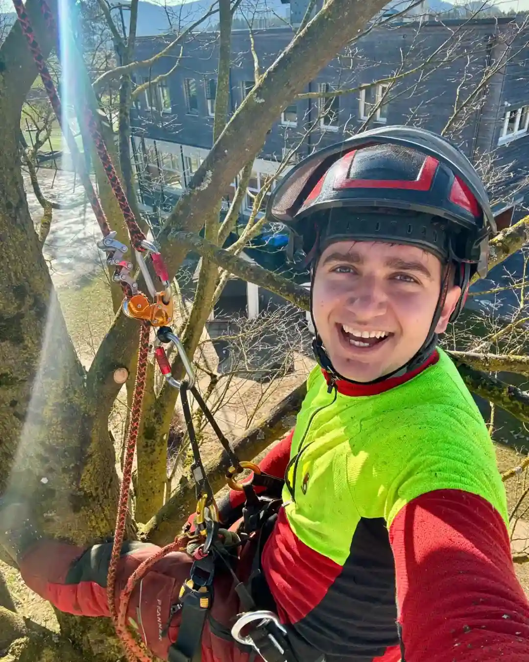 Arborist pri delu na smreki v slovenskih Alpah