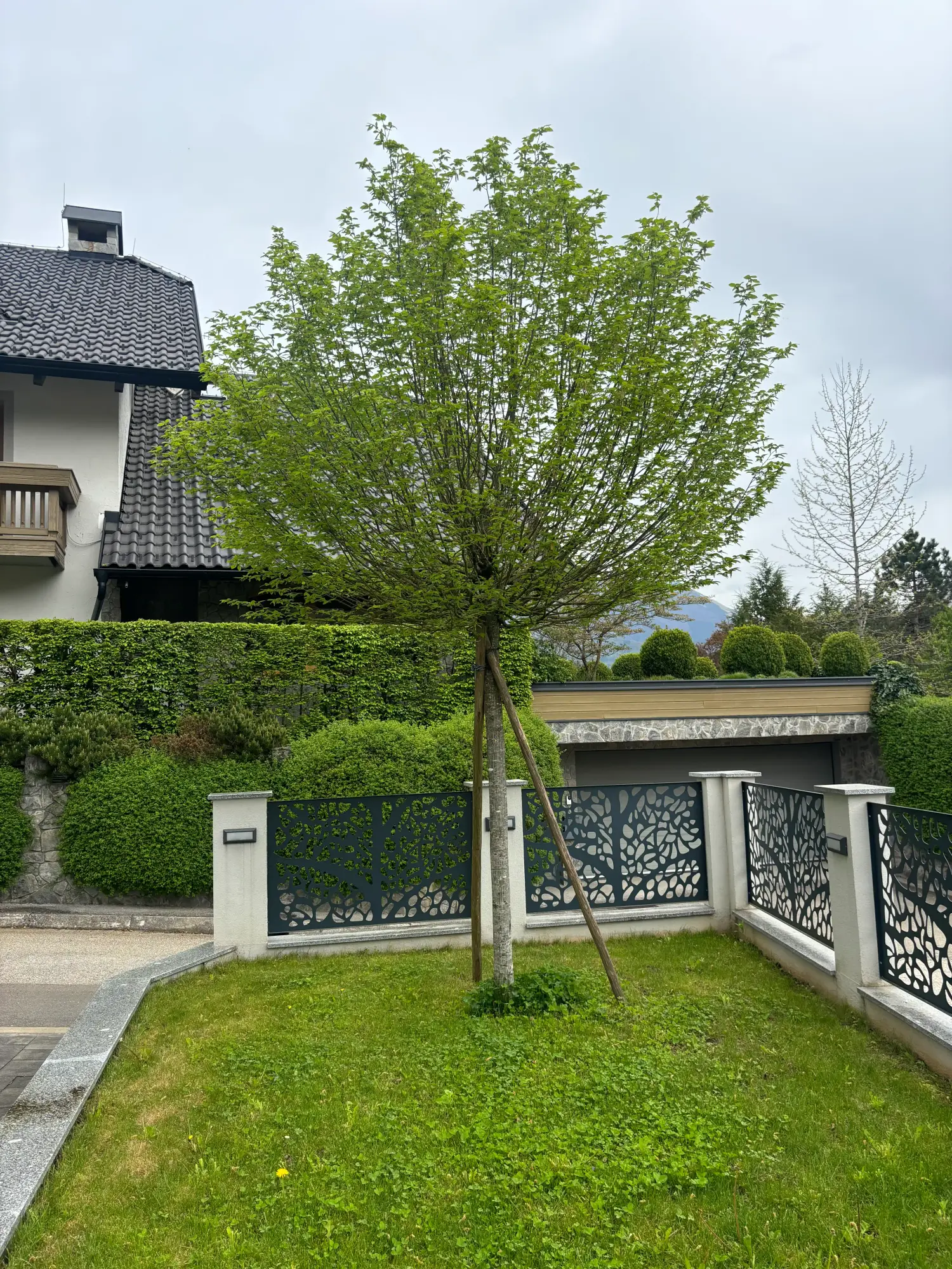 Prerastlo drevo z gostimi vejami ob hiši