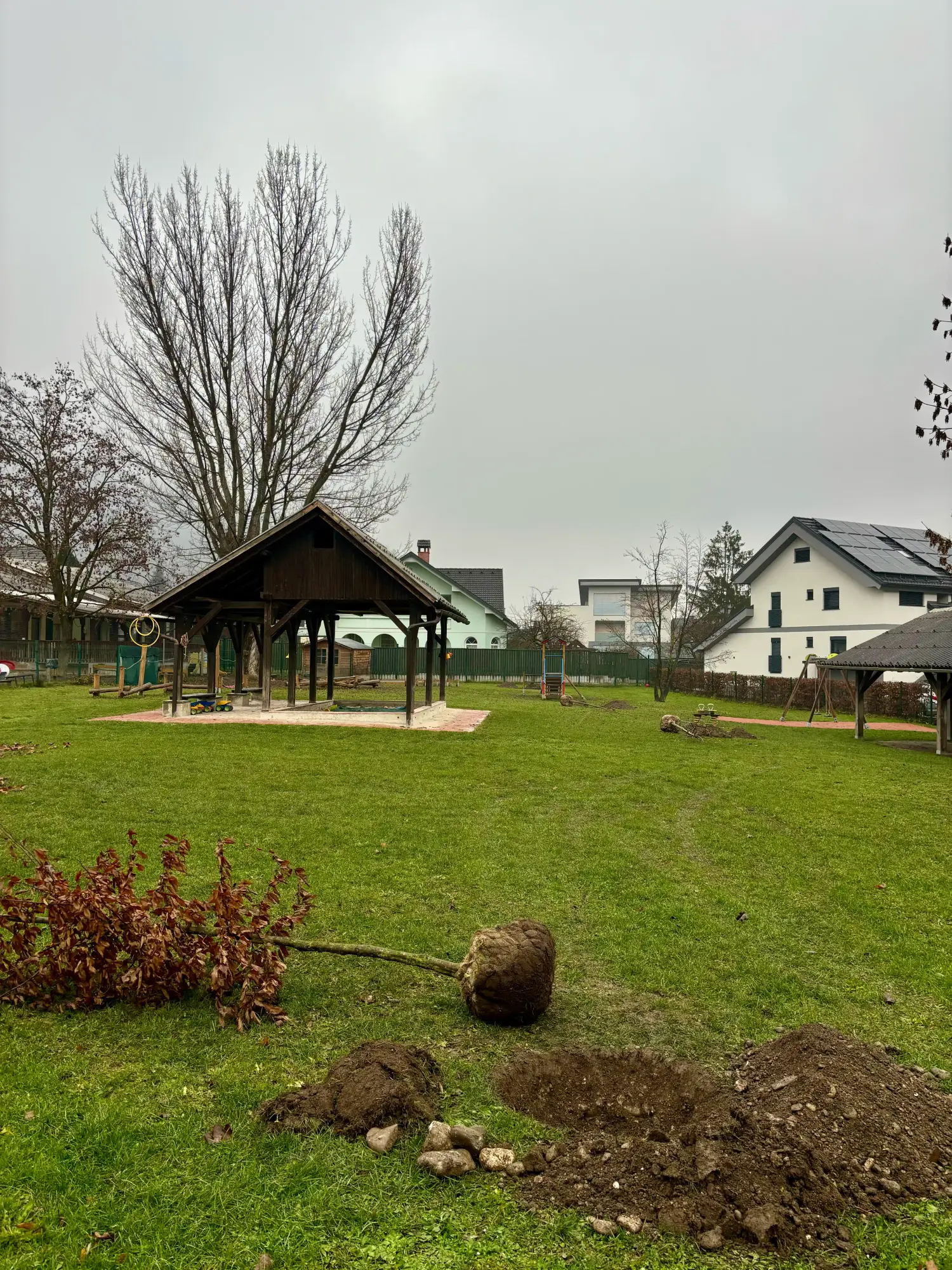 Sajenje dreves